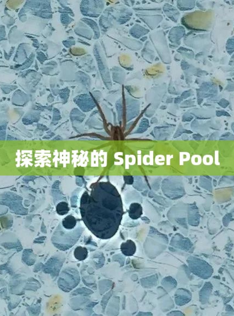 探索神秘的 Spider Pool - 